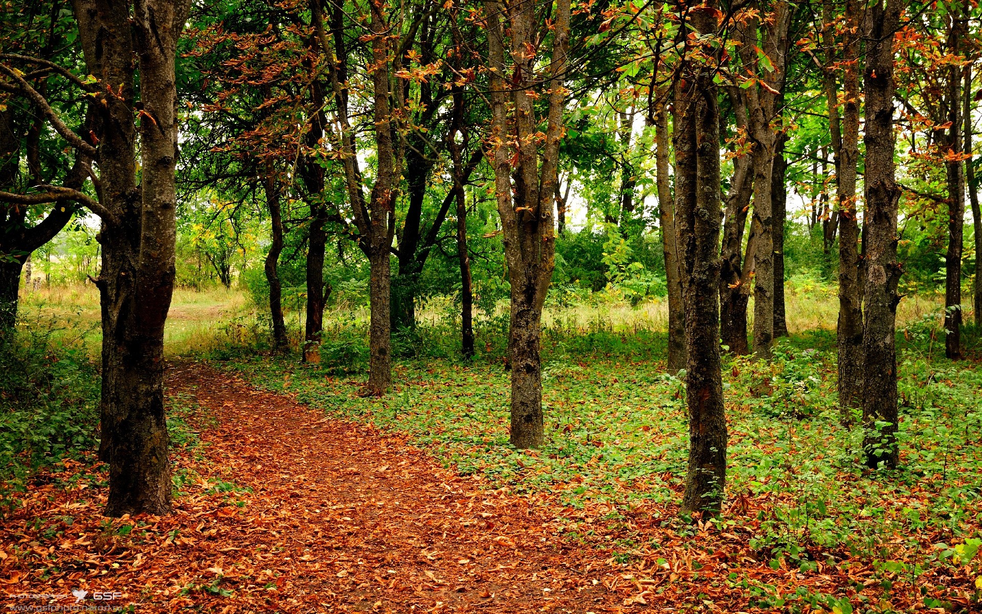 开云体育网址-国家队小前锋位置为何长期弱化，前国家队什么意思