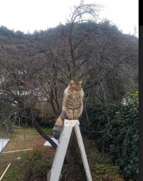 弗莱堡前锋梅开二度,队内竞争加剧,弗莱堡vs美因茨直播