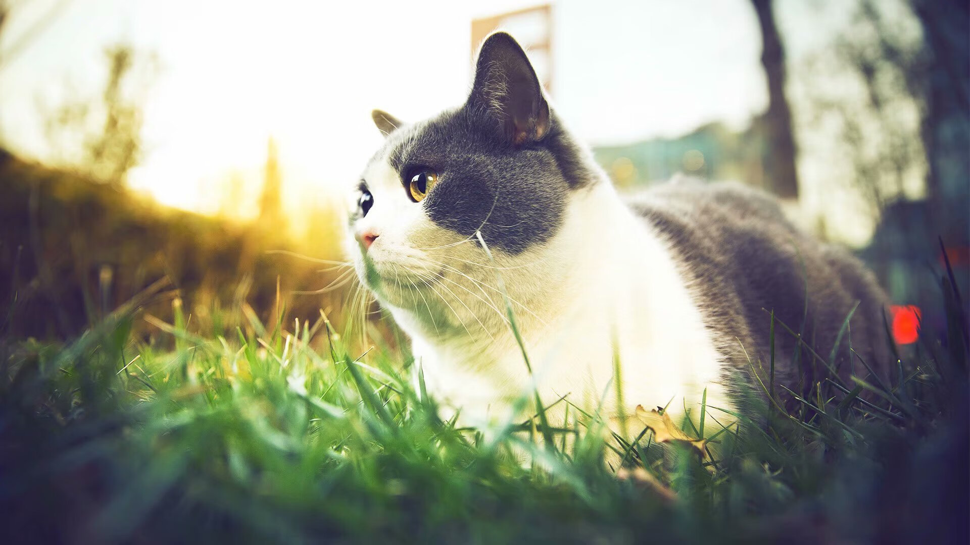 开云体育官网下载-慢节奏打法是否限制球员创造力发挥，慢节奏打法是否限制球员创造力发挥的原因