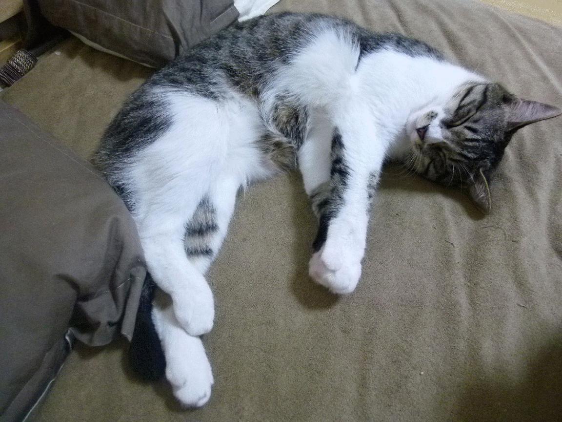 开云体育在线登入-羽毛球公开赛新增青年B组组别鼓励参与，2020青少年羽毛球精英赛