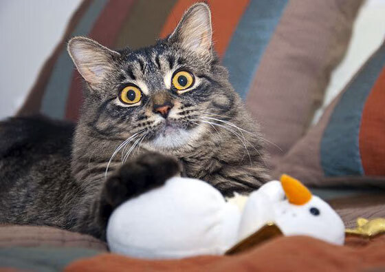 蛙泳划水长度影响最终成绩?,蛙泳划水要快还是慢