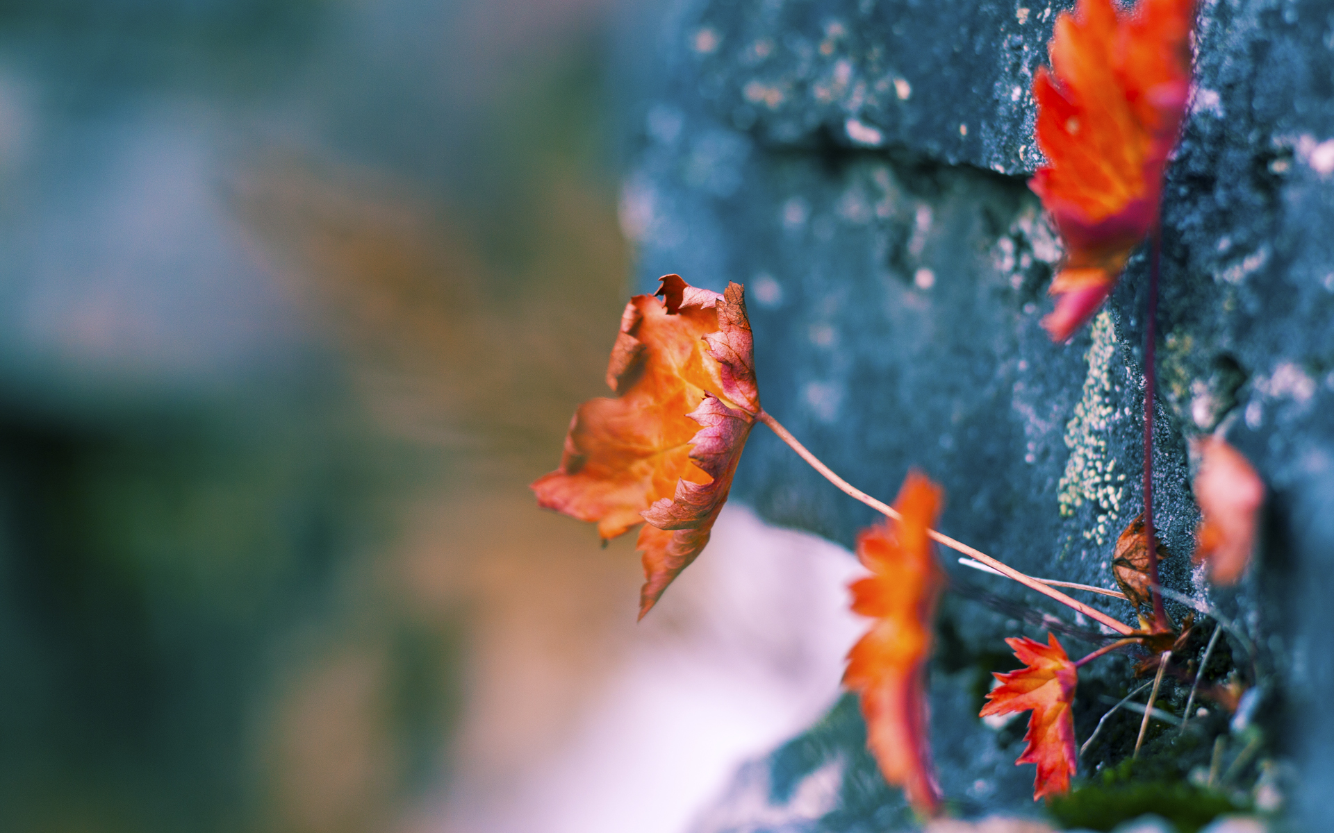 世界杯激情再燃:终场哨前的绝杀瞬间,世界杯绝杀视频