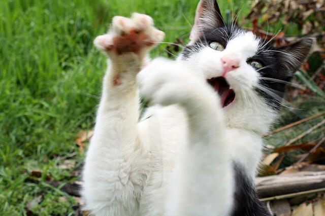 斯洛伐克女篮在欧洲预赛中表现优异,期待直冲奥运佳绩,斯洛伐克女篮国手