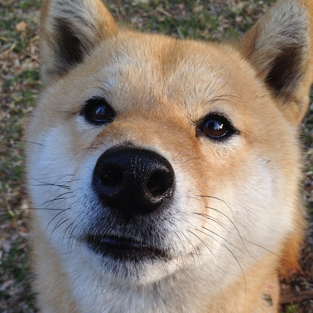 李亚杰与程子龙跳板配合无懈可击,李亚杰跳水